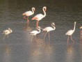 /album/photo-gallery-photogallery/greater-flamingos-at-embalse-d-cordobilla-picture-by-christobel-gomez-jpg/